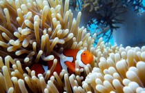 Austrália injeta dinheiro na proteção da Grande Barreira de Corais