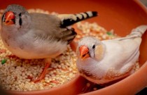 Top 8 dicas de nutrição para pássaros