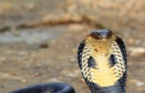 Curiosidades sobre a cobra naja
