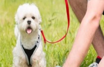 Empresa oferece 6 mil dólares para cheirar cocô de cachorro por dois meses
