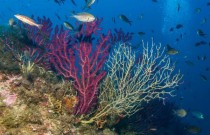 Crise climática leva populações de corais do Mediterrâneo ao colapso