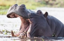 Hipopótamos soltam tornado de cocô em resposta ao perigo
