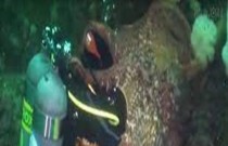 Em vídeo surreal polvo gigante tenta engolir um mergulhador