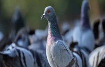 11 curiosidades incríveis sobre os pombos