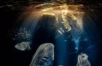 Veja as melhores fotos subaquáticas de 2022