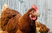 20 curiosidades que você não sabia sobre galinhas