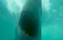 Mergulhador quase é devorado por um enorme tubarão branco na África do Sul