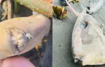 Peixe ‘dentuço e chifrudo’ é visto em praia