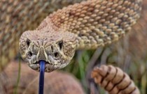 Conheça as principais espécies de cobras brasileiras