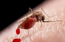 Paludismo - doença infecciosa causada por parasitas
