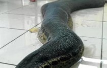 Criatura bizarra parece com uma mistura de lagarto com cobra