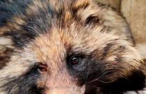 Animais selvagens valorizados como iguarias na China contêm vírus ameaçadores