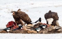 Quase metade das águias americanas tem envenenamento por chumbo