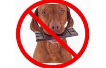 Evite: 11 alimentos não recomendados para cachorros