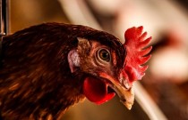 Gripe aviária varrendo aves no leste dos EUA