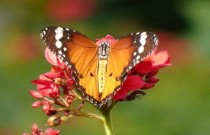 A Ordem dos insetos Lepidoptera: borboletas e mariposas