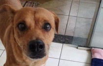 Cachorro destrói clínica veterinária após castração