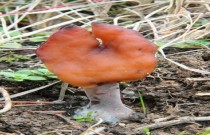 Os cogumelos venenosos do gênero Gyromitra