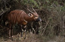 Quênia lança tentativa de salvar bongos selvagens da extinção