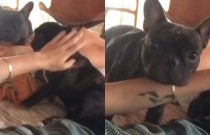 Cachorro defende namorada que apanhava de tutora