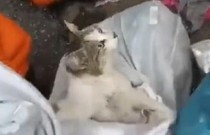 Garis encontram gato vivo dentro de saco de lixo