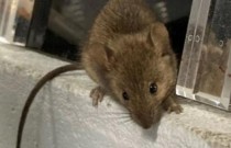 Transplante de fezes reverteu efeitos do envelhecimento em ratos
