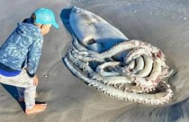 Filhote de lula gigante de 2 metros é encontrado em praia