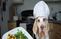 Há algum animal que prepara ou cozinha seus alimentos?