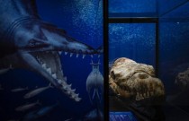 Fóssil de baleia de 36 Milhões de anos encontrado em deserto peruano
