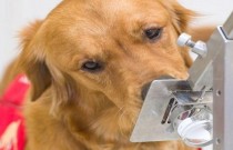 Cães conseguem detectar covid farejando suor humano