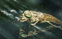 A Ordem dos insetos diptera: moscas