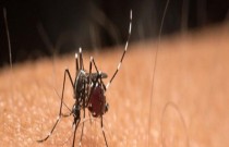 Saiba quais remédios não tomar em caso de suspeita de dengue