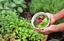 O boom de jardinagem da pandemia mostra como os jardins podem cultivar a saúde pública