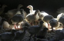 Primeiro caso recente de gripe aviária humana nos EUA confirmado no Colorado