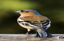 Os tentilhões: pequenos pássaros e suas curiosidades