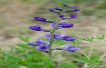 A planta perene falso índico azul: descrição e dicas de cultivo