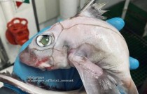 Pescador russo de águas profundas encontra um peixe-Frankenstein