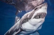 Tubarões-brancos podem ter colaborado na extinção do megalodonte