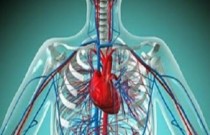 Sopro no coração - turbulência das válvulas cardíacas