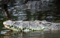 Espécies ameaçadas de extinção: crocodilo-americano