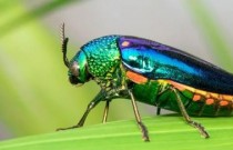 Por que a seleção natural pode favorecer a iridescência em alguns insetos?