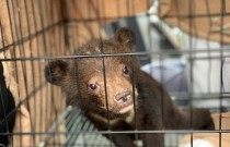 Filhotes de urso resgatados do comércio de animais selvagens no Vietnã