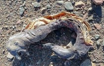 Criatura bizarra é encontrada na praia do Egito