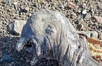 Criatura bizarra sem olhos encontrada em praia assusta banhista