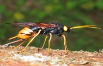 A Ordem dos insetos Hymenoptera: vespas, abelhas e formigas