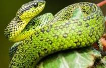 Descubra 10 fatos legais sobre as cobras