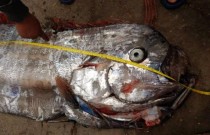Peixe estranho associado a lenda de atrair tsunami é capturado no Chile
