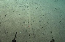 Linha de buracos no fundo do oceano intriga comunidade científica