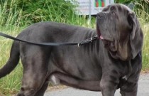 Cachorro gigante: conheça as 6 maiores raças de cães do mundo