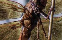 Os insetos gigantes que habitavam a Terra antes dos dinossauros